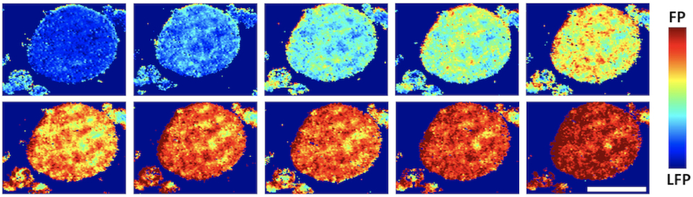 A phase map of an agglomerated particle in a common lithium iron phosphate (LFP) battery electrode shows the charge distribution as it goes from 4% to 86%. FP refers to iron phosphate. Rice University scientists found that the FP phase spreads nonuniformly on an aggregate surface upon charging, rather than the expected even spread of lithium over the surface. The scale bar is 10 microns. Courtesy of the Mesoscale Materials Science Group